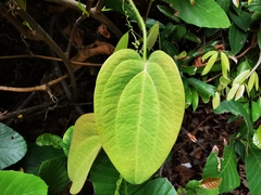 Smilax setosa