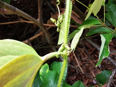 Smilax setosa