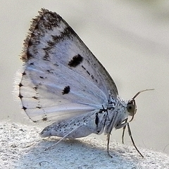 Lomographa semiclarata