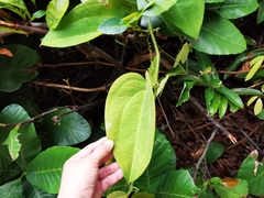 Smilax setosa