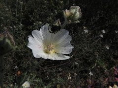 Anisodontea