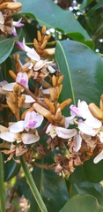 Andira