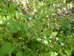 Chromolaena frustrata