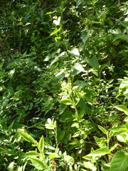 Chromolaena frustrata
