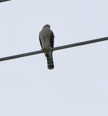 Accipiter striatus