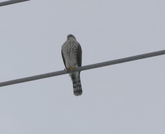 Accipiter striatus