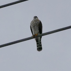 Accipiter striatus