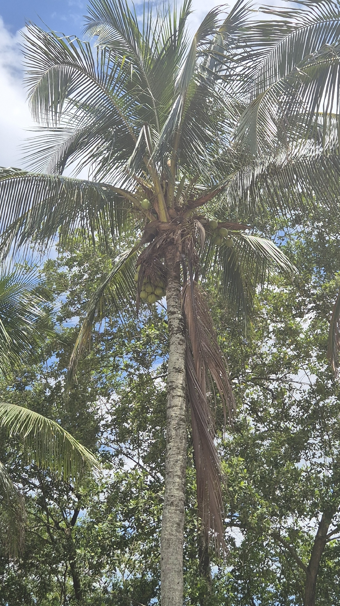 Cocos nucifera
