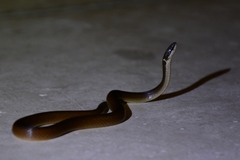 Coniophanes meridanus