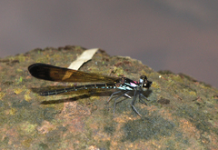 Heliocypha biforata