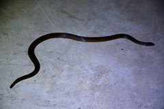 Coniophanes meridanus