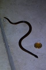 Coniophanes meridanus