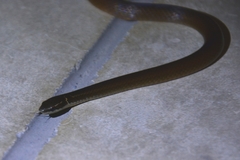Coniophanes meridanus