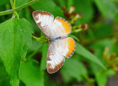 Common Mestra photo 4