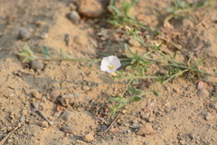 Convolvulus prostratus