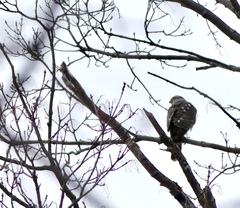 Accipiter striatus