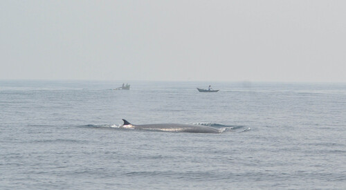 カツオクジラ