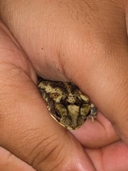 Incilius nebulifer