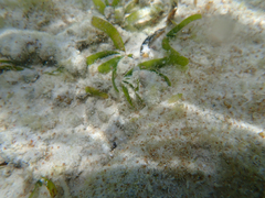 Thalassia hemprichii, photograph (c) WATANABE Hitoshi 渡辺仁, some rights reserved (CC BY)