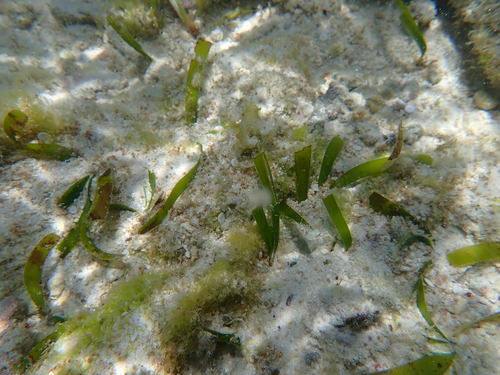 Thalassia hemprichii, photograph 4