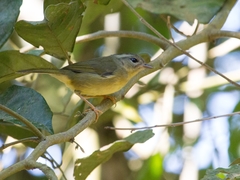 Basileuterus tristriatus