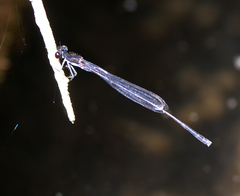 Pseudagrion pruinosum