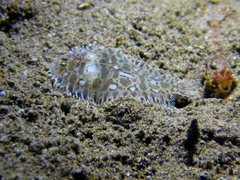 Liachirus melanospilos