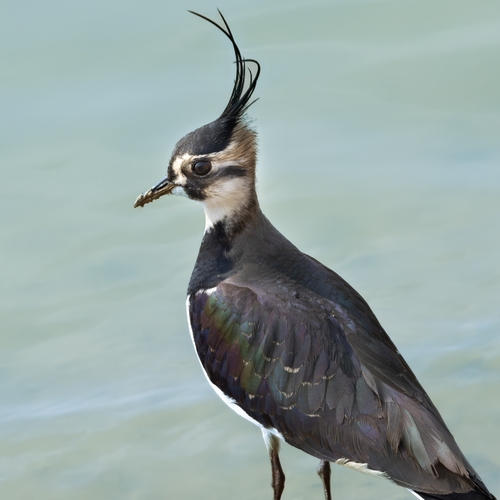 Northern Lapwing