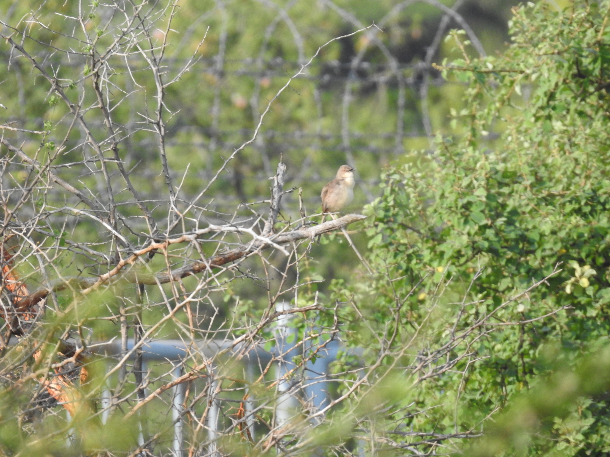 Jungle Prinia (Prinia sylvatica), photo 1