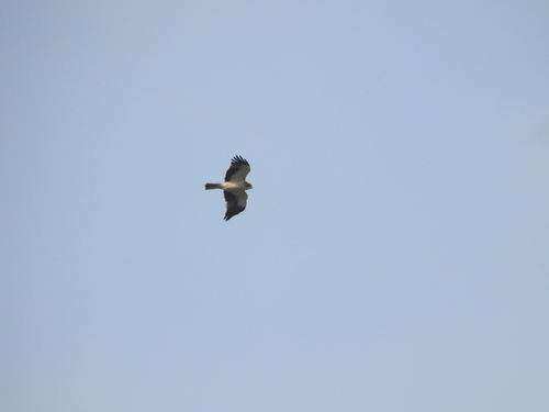 Booted Eagle (Hieraaetus pennatus)