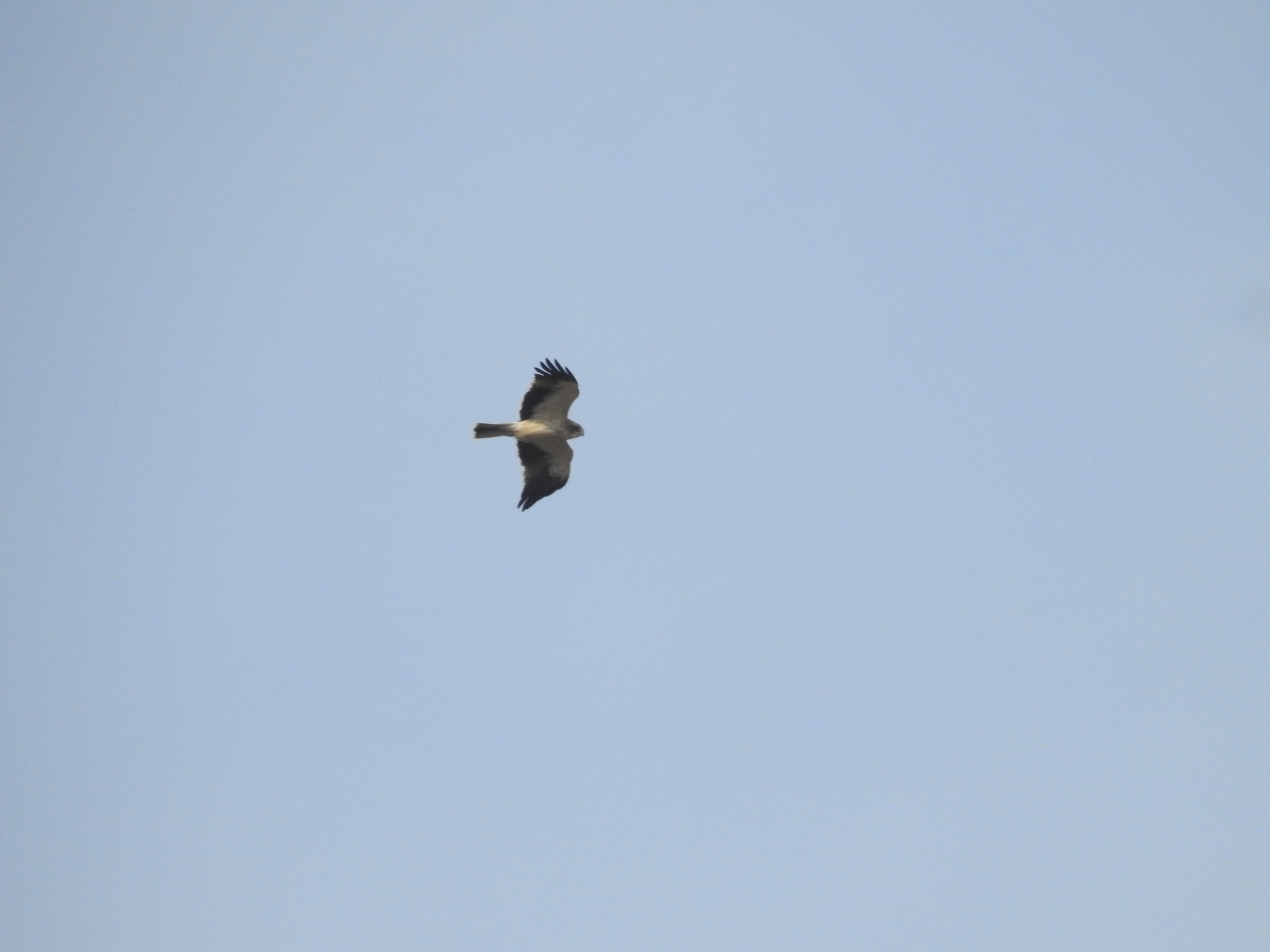 Booted Eagle (Hieraaetus pennatus), photo 1