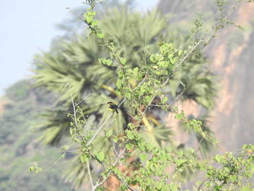 Common Iora (Aegithina tiphia), photo 6