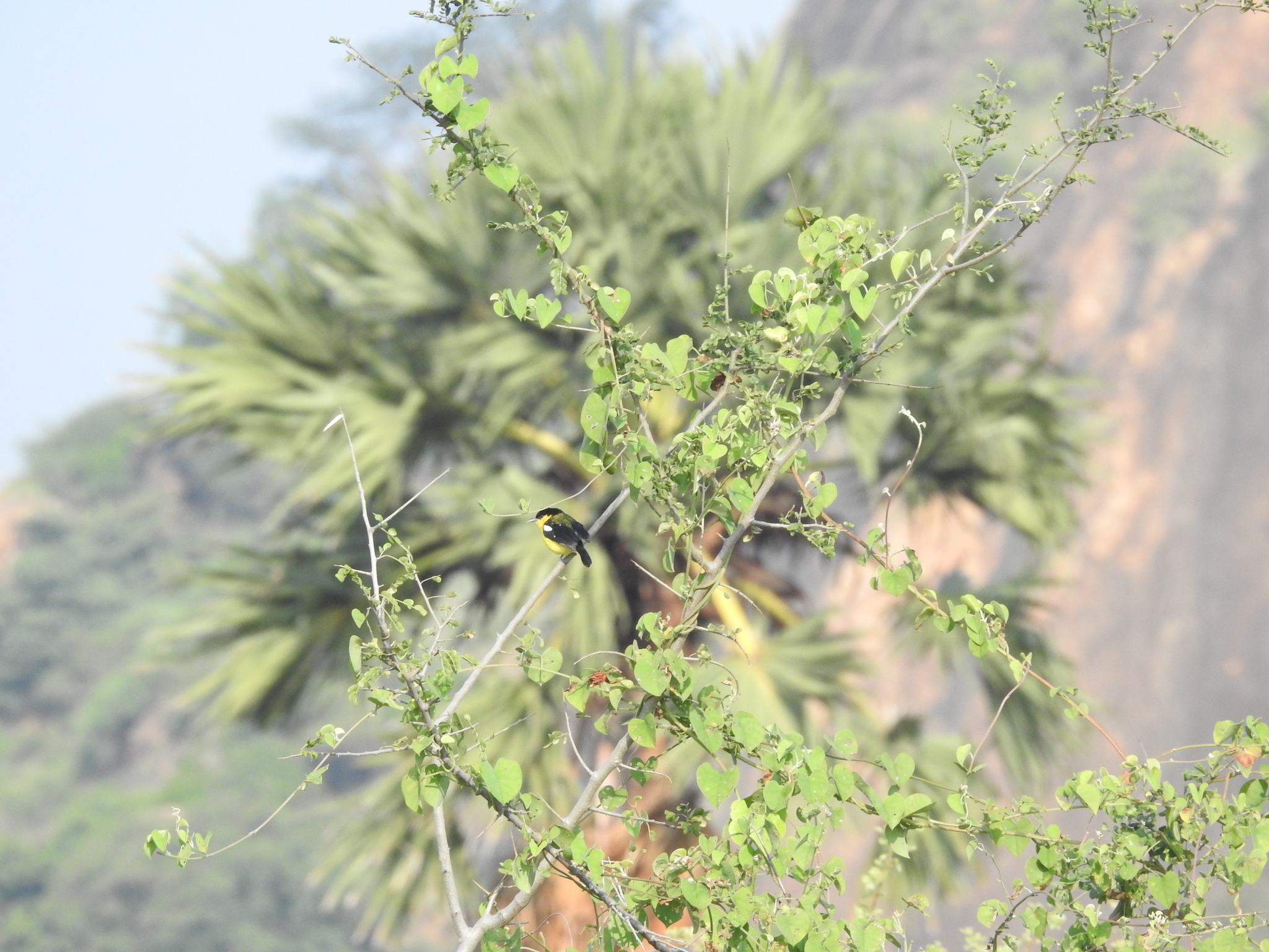 Common Iora (Aegithina tiphia), photo 10