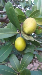 Hancornia speciosa