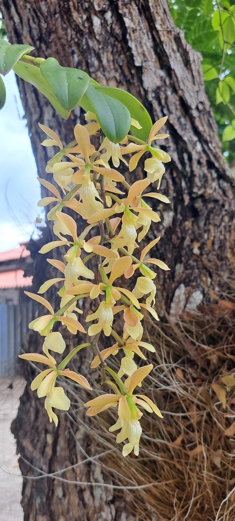 Epidendrum coronatum Ruiz & Pav. 4