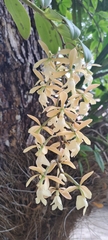 Epidendrum coronatum, photograph (c) Marcio Santos Ferreira, some rights reserved (CC BY)