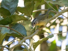 Basileuterus tristriatus