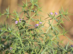 Fagonia schweinfurthii