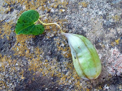 Andalusian Pipevine