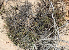Pelargonium laevigatum