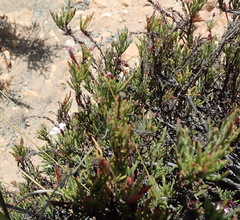 Pelargonium laevigatum