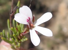Pelargonium laevigatum