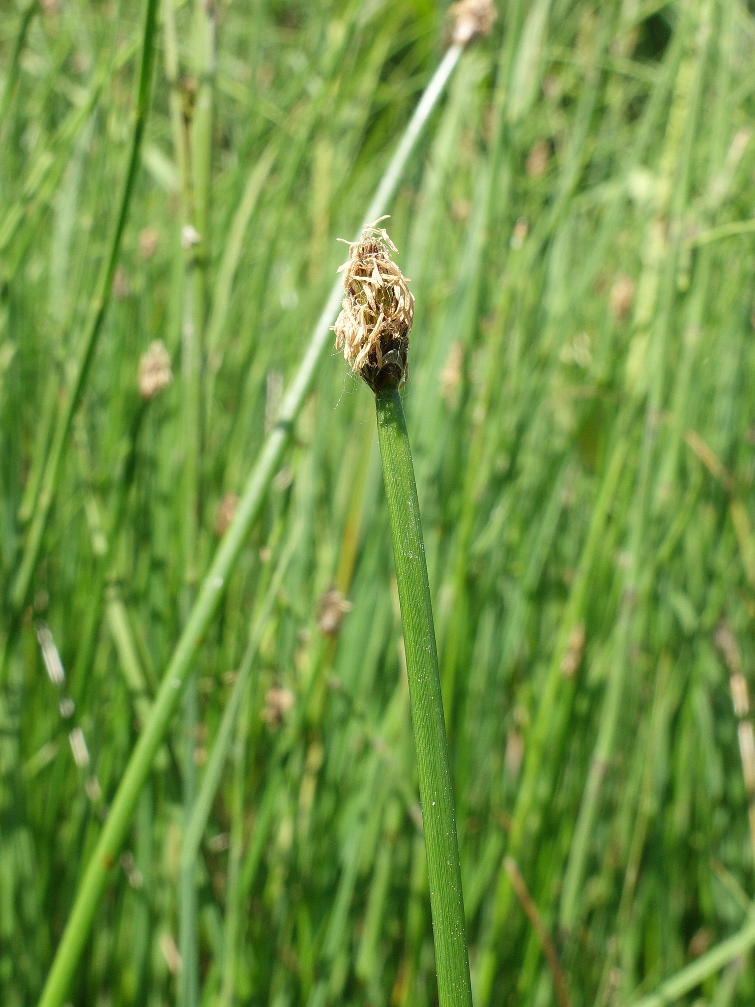 Creeping Spike-Rush (Eleocharis palustris)