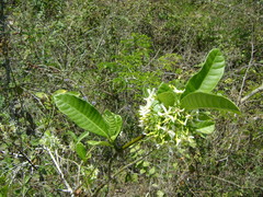 Tabernaemontana alba