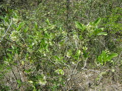 Tabernaemontana alba