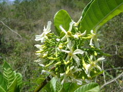 Tabernaemontana alba