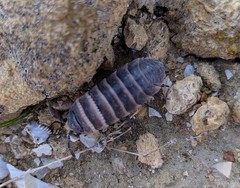 Hemilepistus klugii