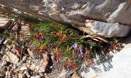 Image of Nivenia binata by (c) Nicola van Berkel, some rights reserved (CC BY-SA)