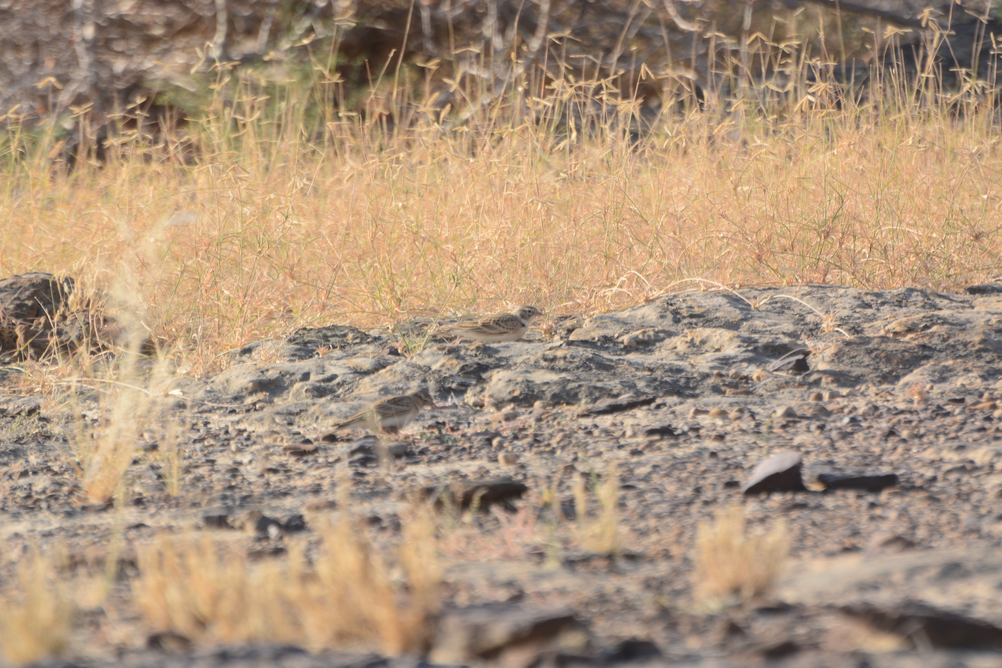 White-capped Bunting