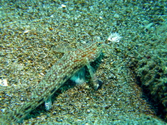 Istigobius decoratus